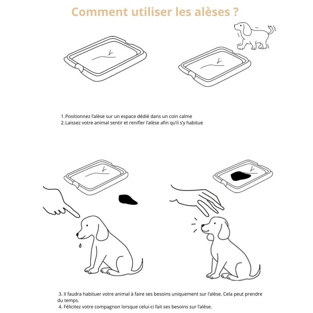 Tapis de dressage absorbant pour chien