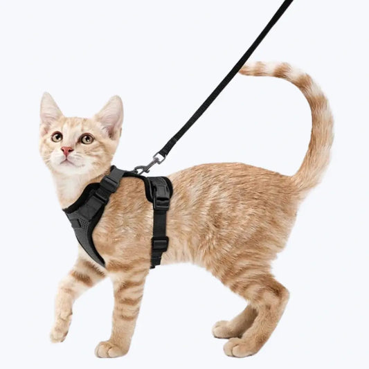 Harnais chat anti-fugue