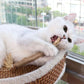 Bâton à mâcher pour chat